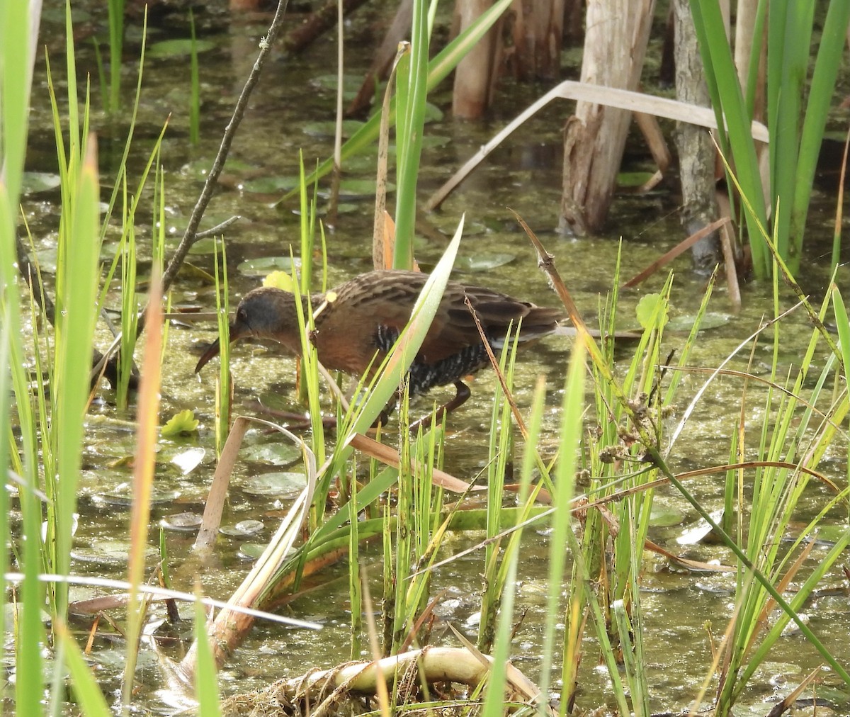 Virginia Rail - Kathy Rigling