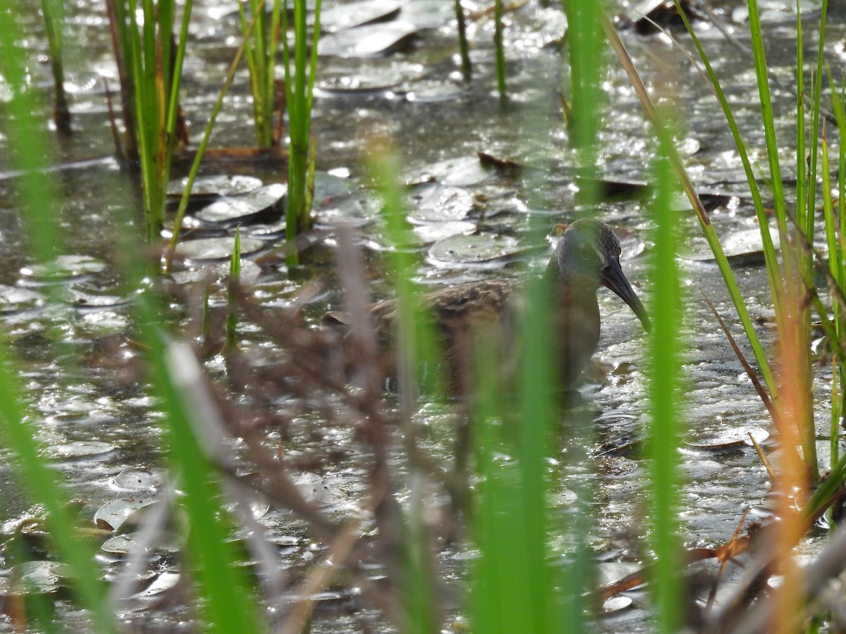 Virginia Rail - Kathy Rigling