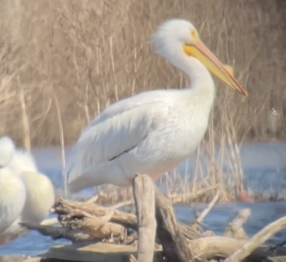 American White Pelican - ML615562462