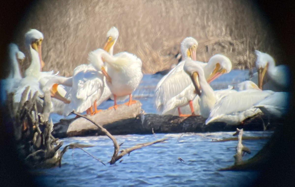 American White Pelican - ML615562464