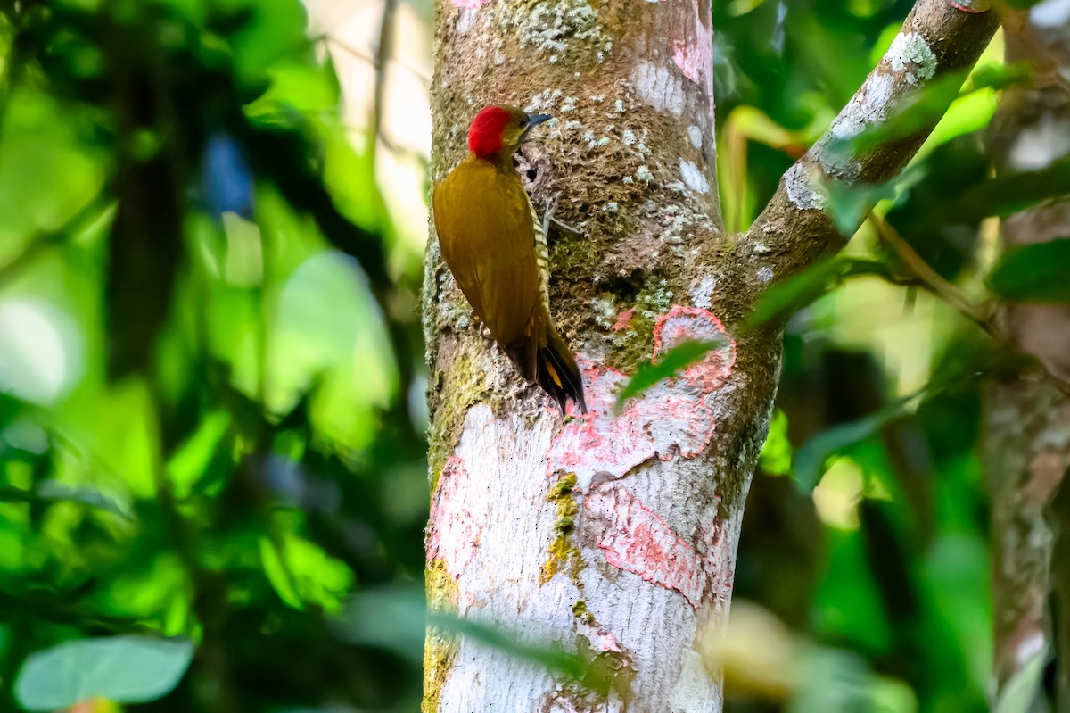 Stripe-cheeked Woodpecker - ML615562490