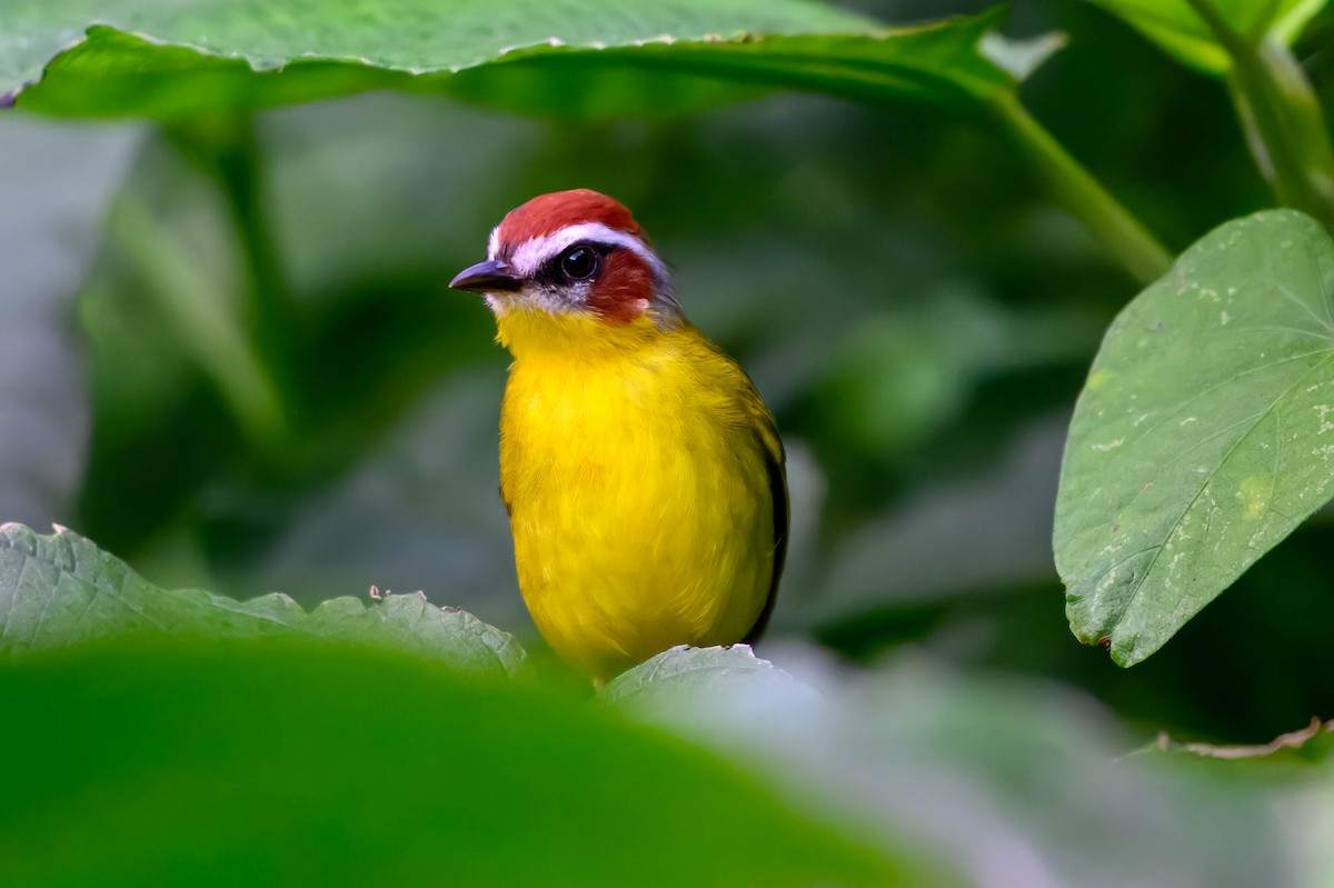 Chestnut-capped Warbler - Ron Hirsch