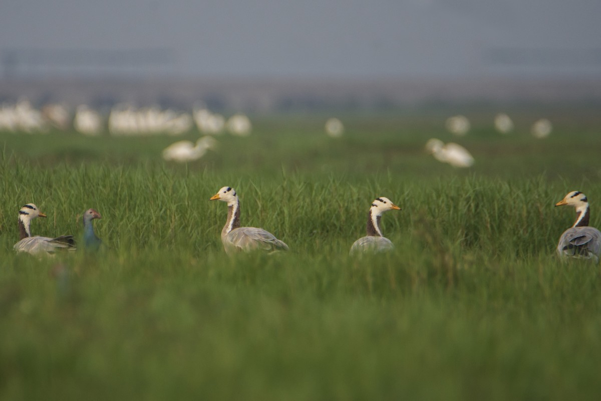 Bar-headed Goose - ML615562505