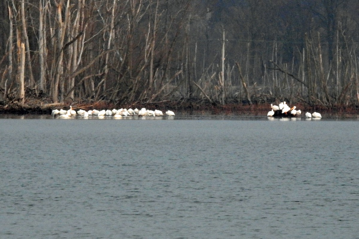 American White Pelican - ML615562521