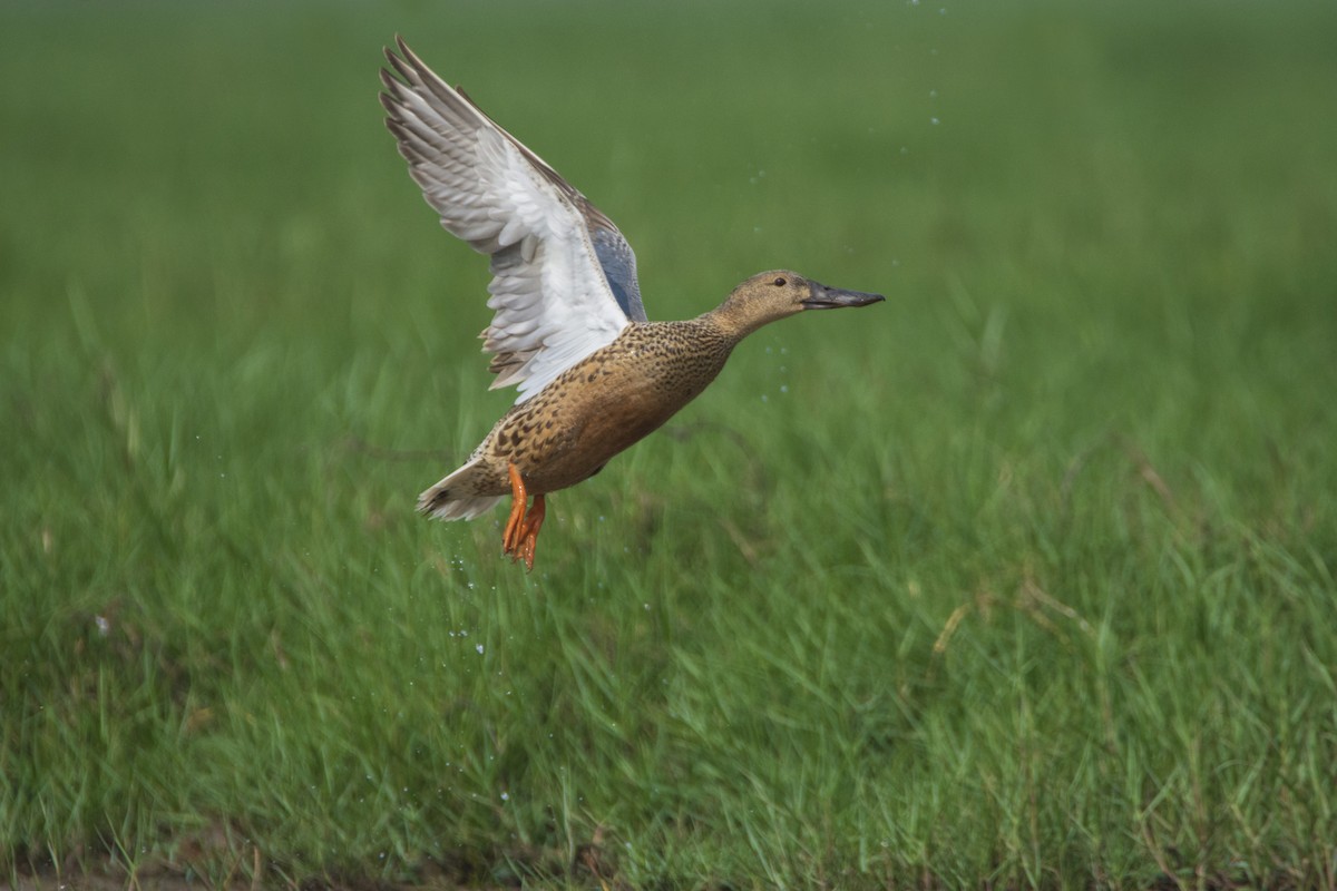 Northern Shoveler - Subhankar Choudhuri