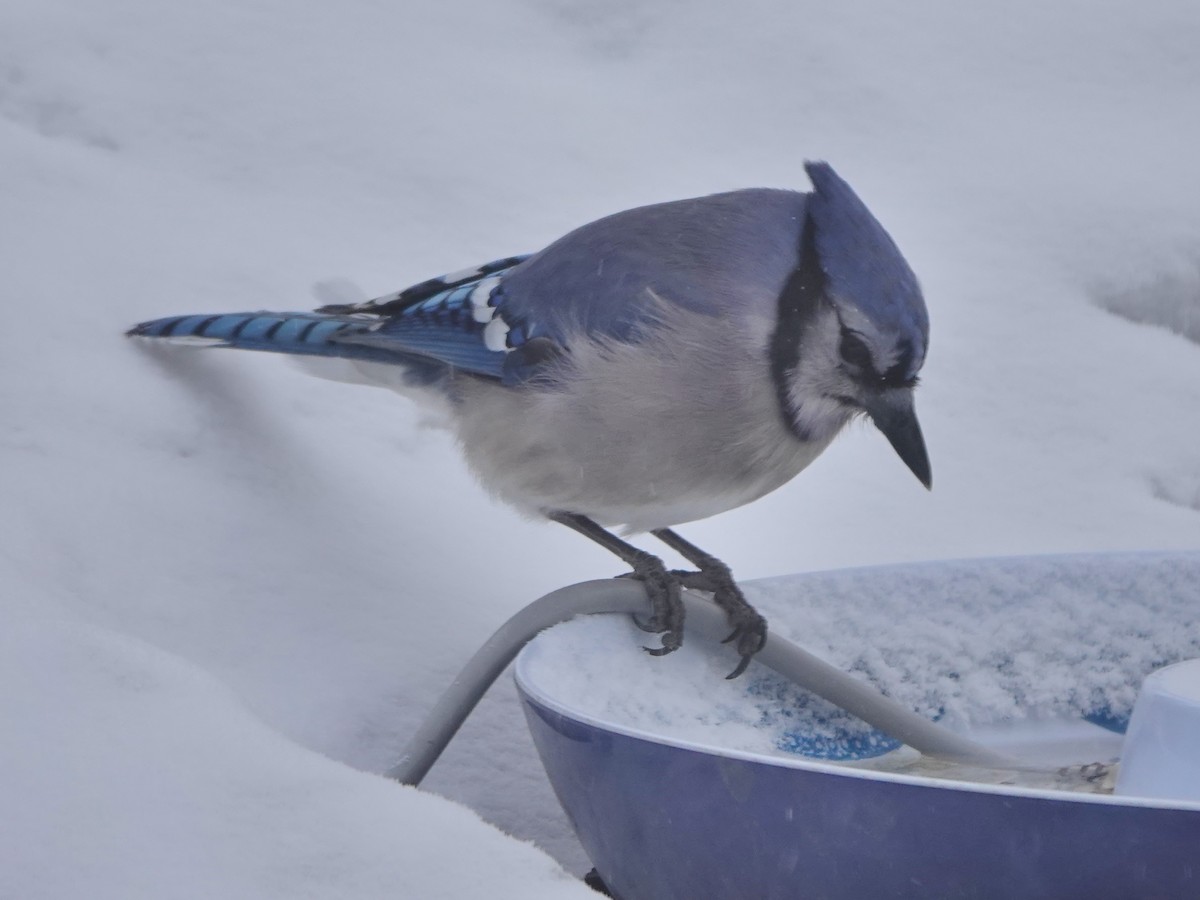 Blue Jay - Liz Soria