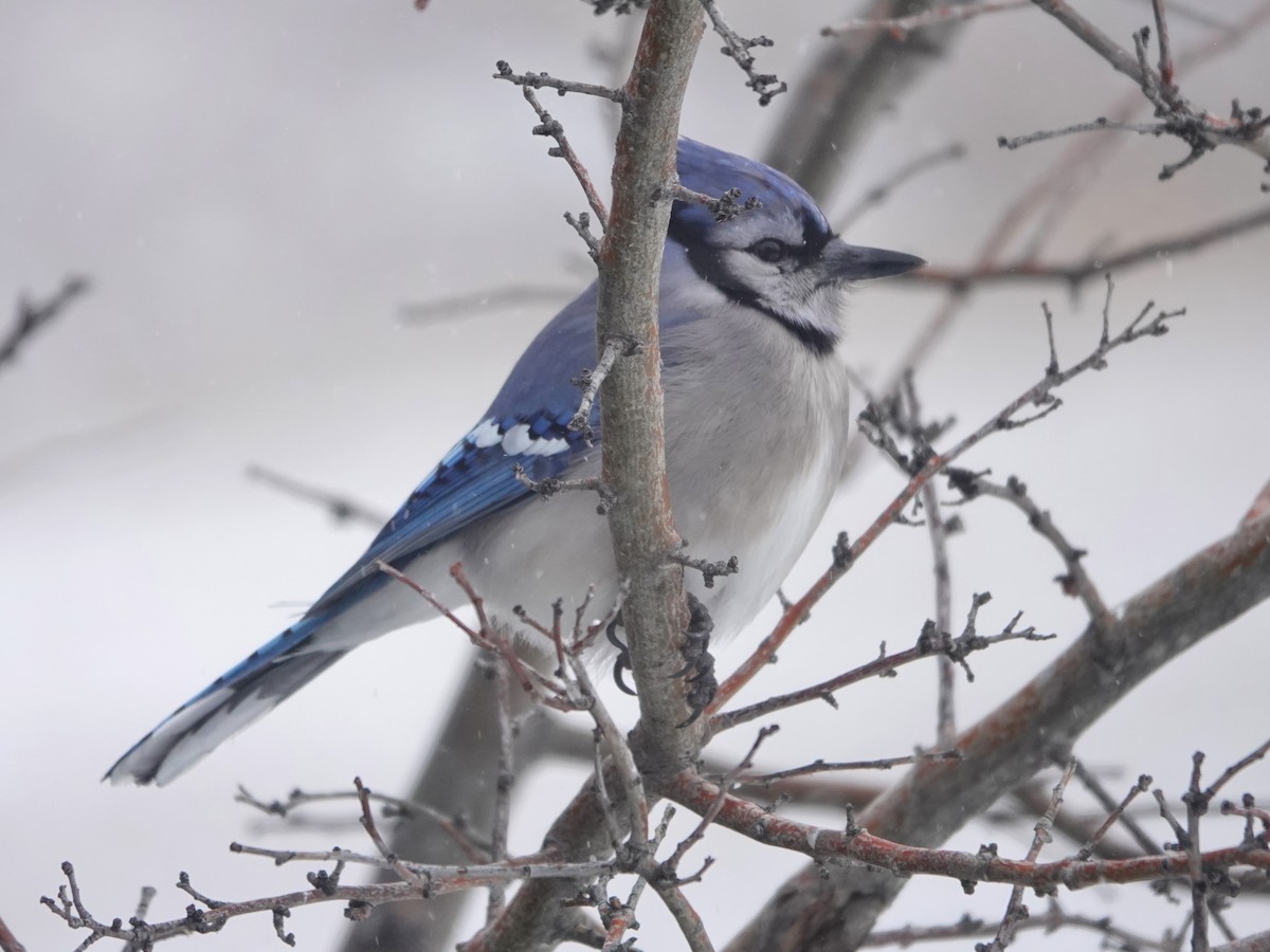 Blue Jay - Liz Soria