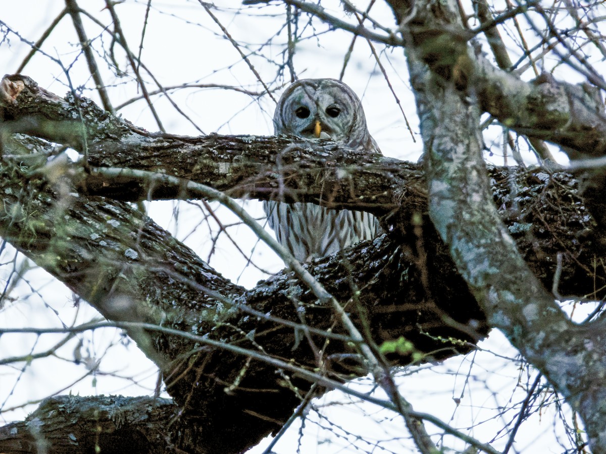 Barred Owl - ML615562621