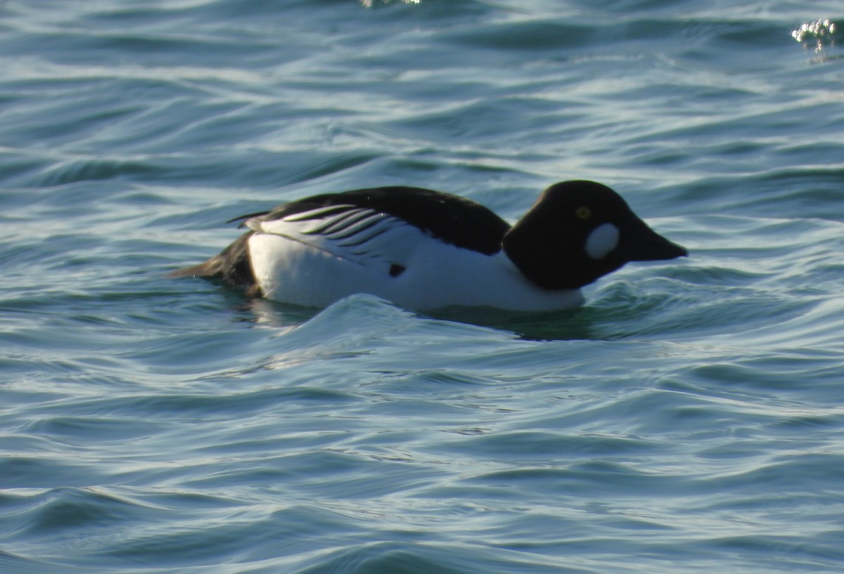 Common Goldeneye - ML615562623