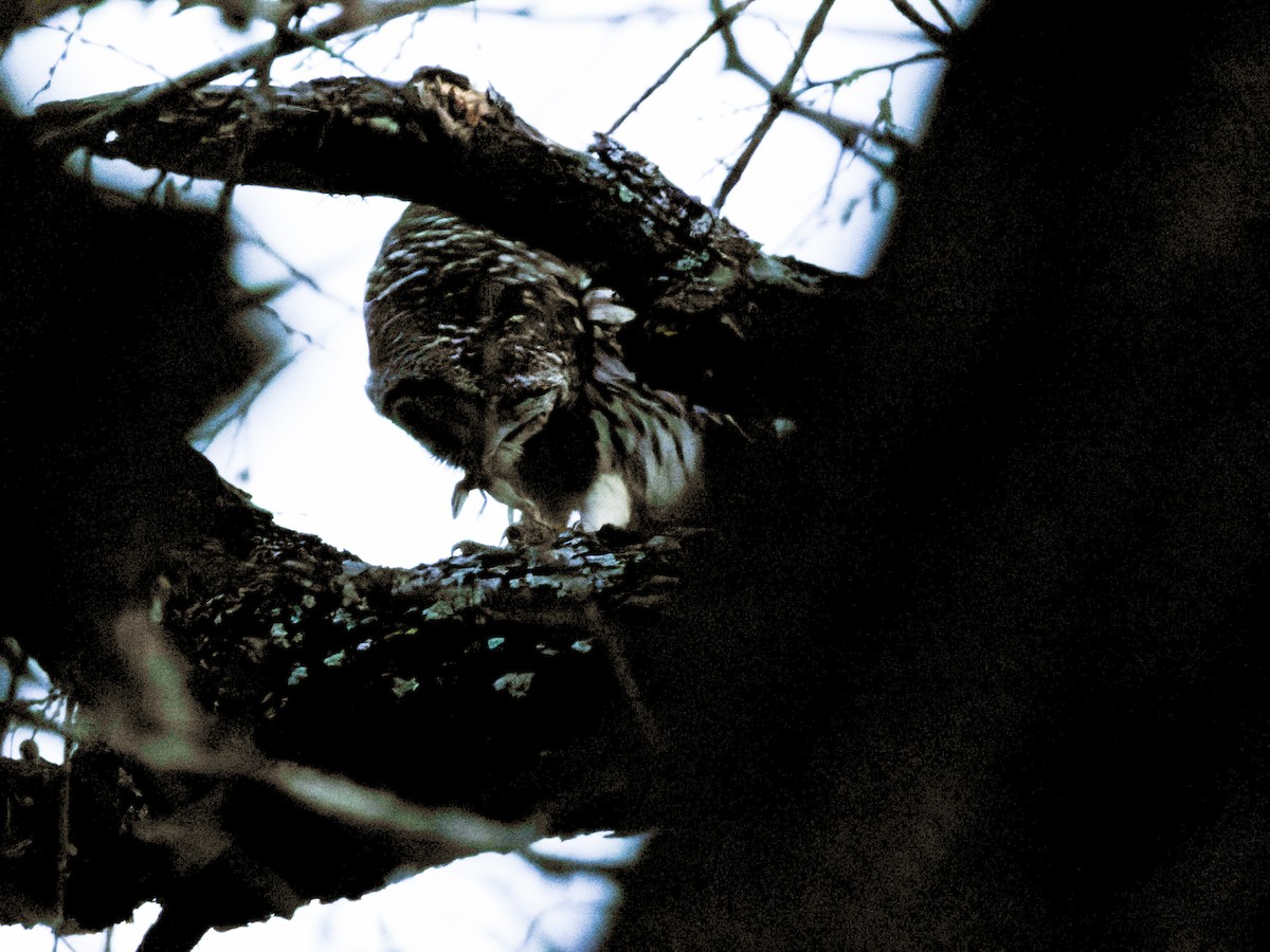 Barred Owl - ML615562630