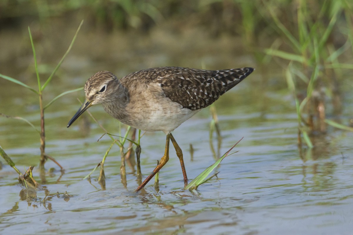 Wood Sandpiper - ML615562649