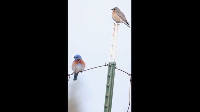 Western Bluebird - ML615562690