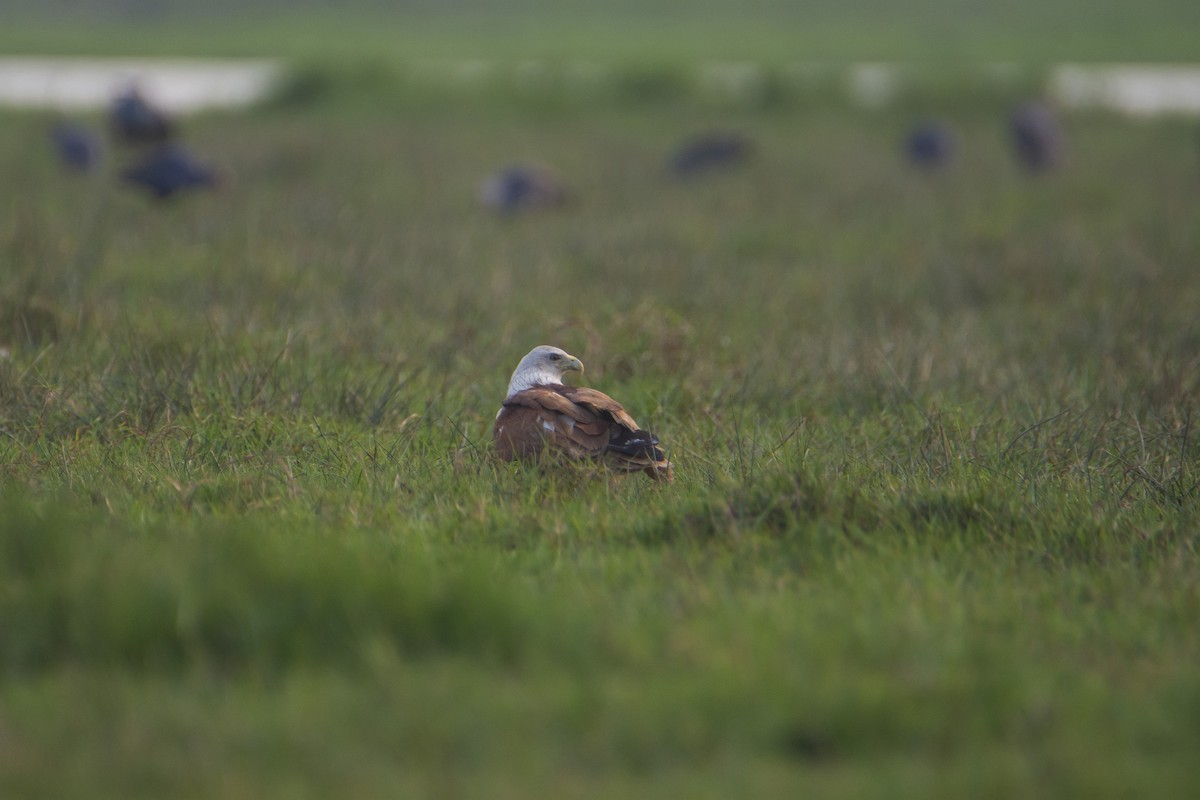 Brahminy Kite - ML615562705