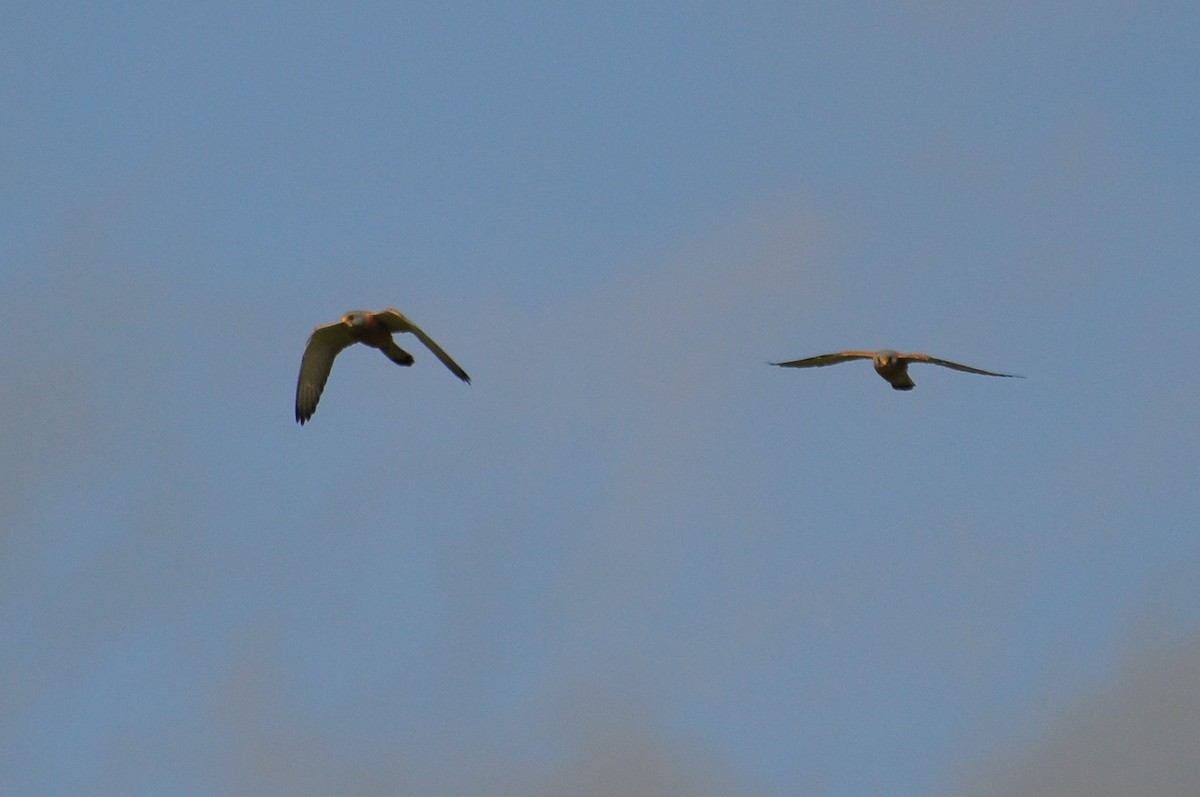 Lesser Kestrel - ML61556271