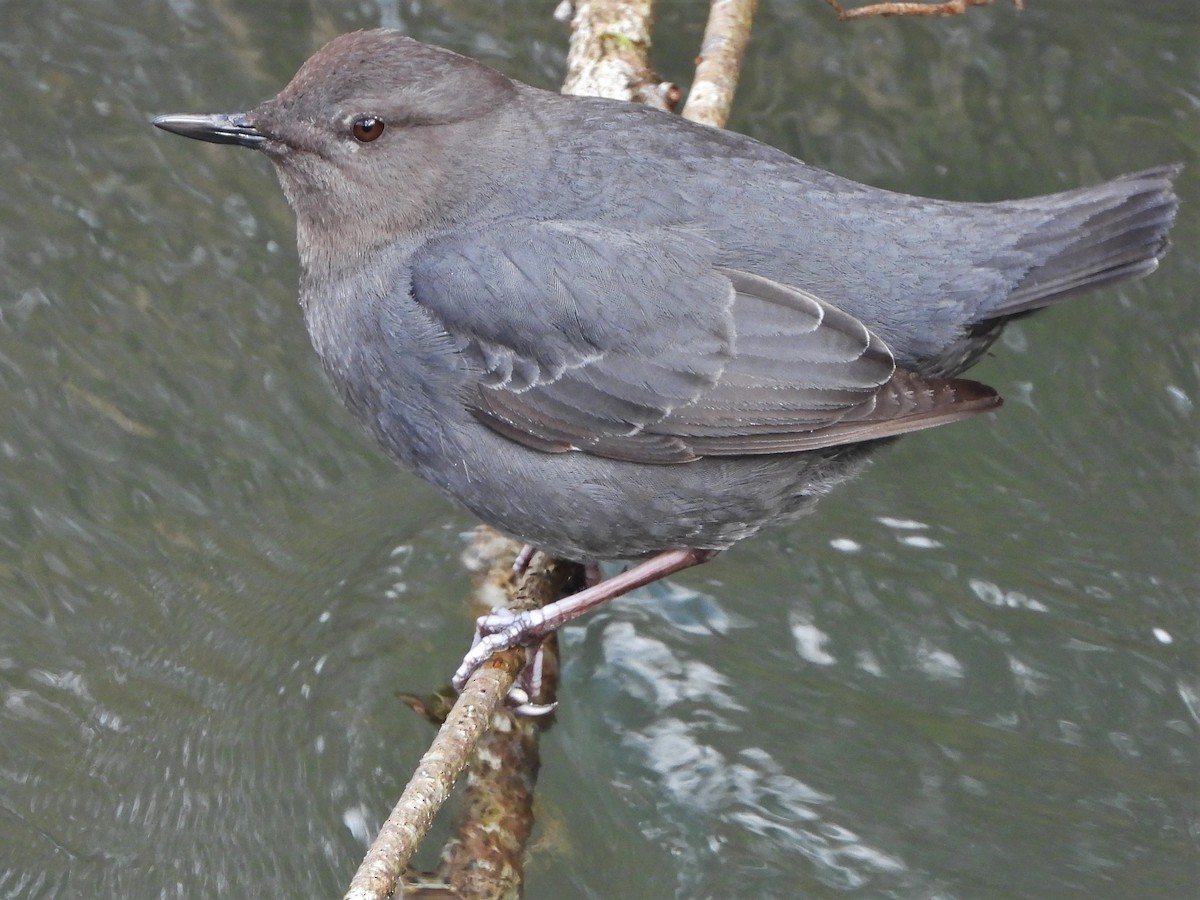 American Dipper - ML615562722