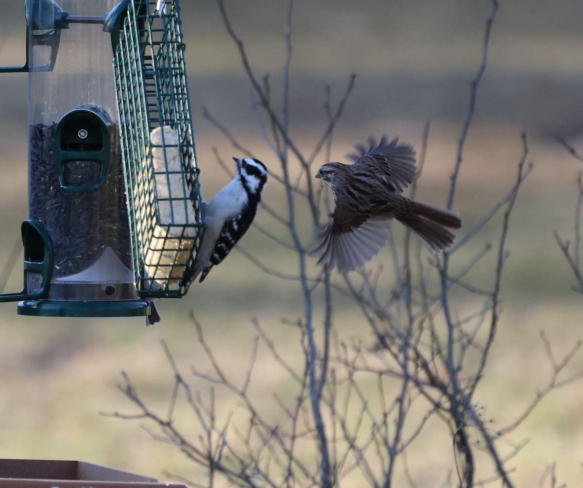 Downy Woodpecker - burton balkind
