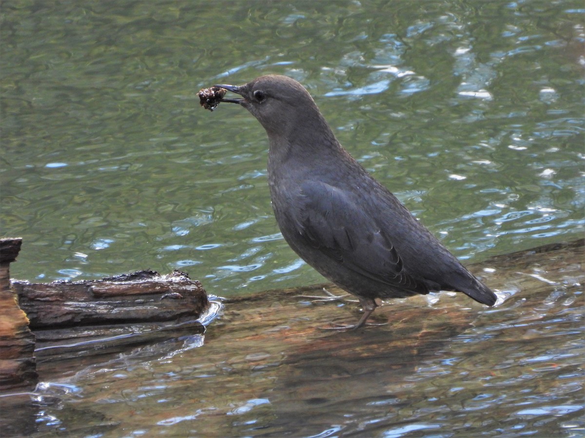 American Dipper - ML615562734