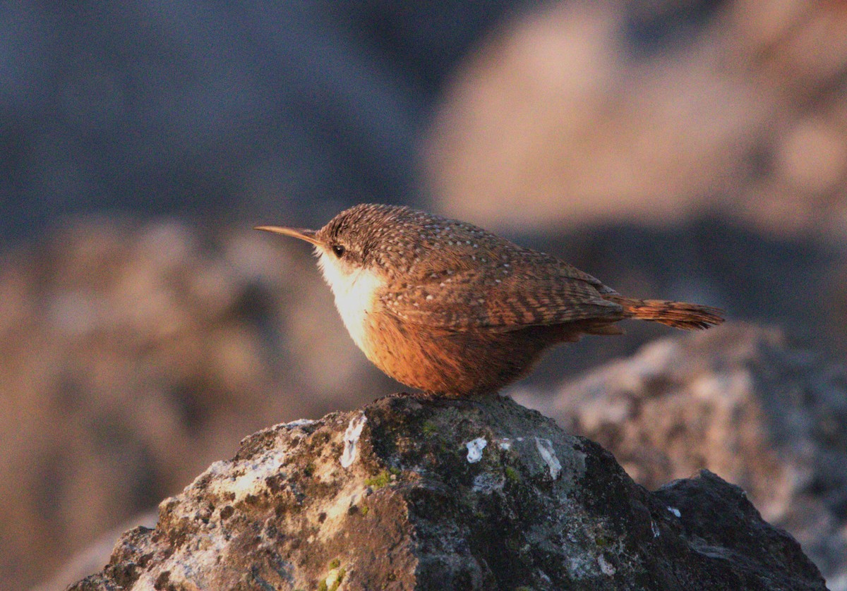 Canyon Wren - ML615562756