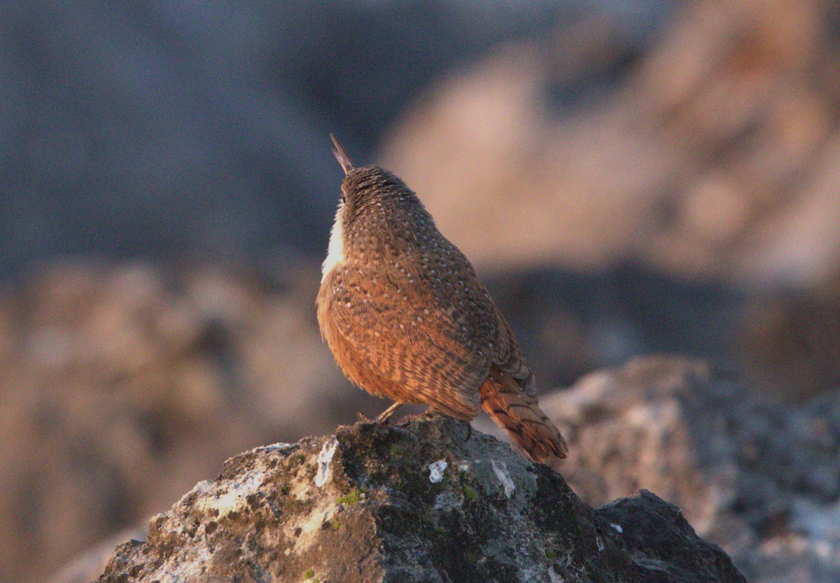 Canyon Wren - ML615562757