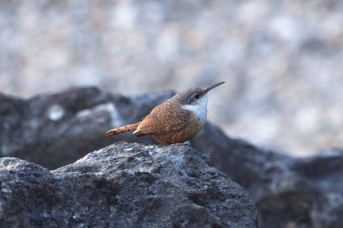 Canyon Wren - ML615562759