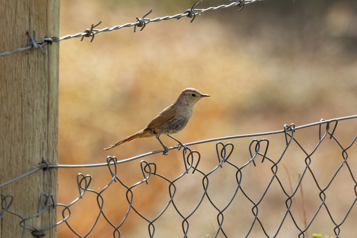 Sharp-billed Canastero - ML615562776