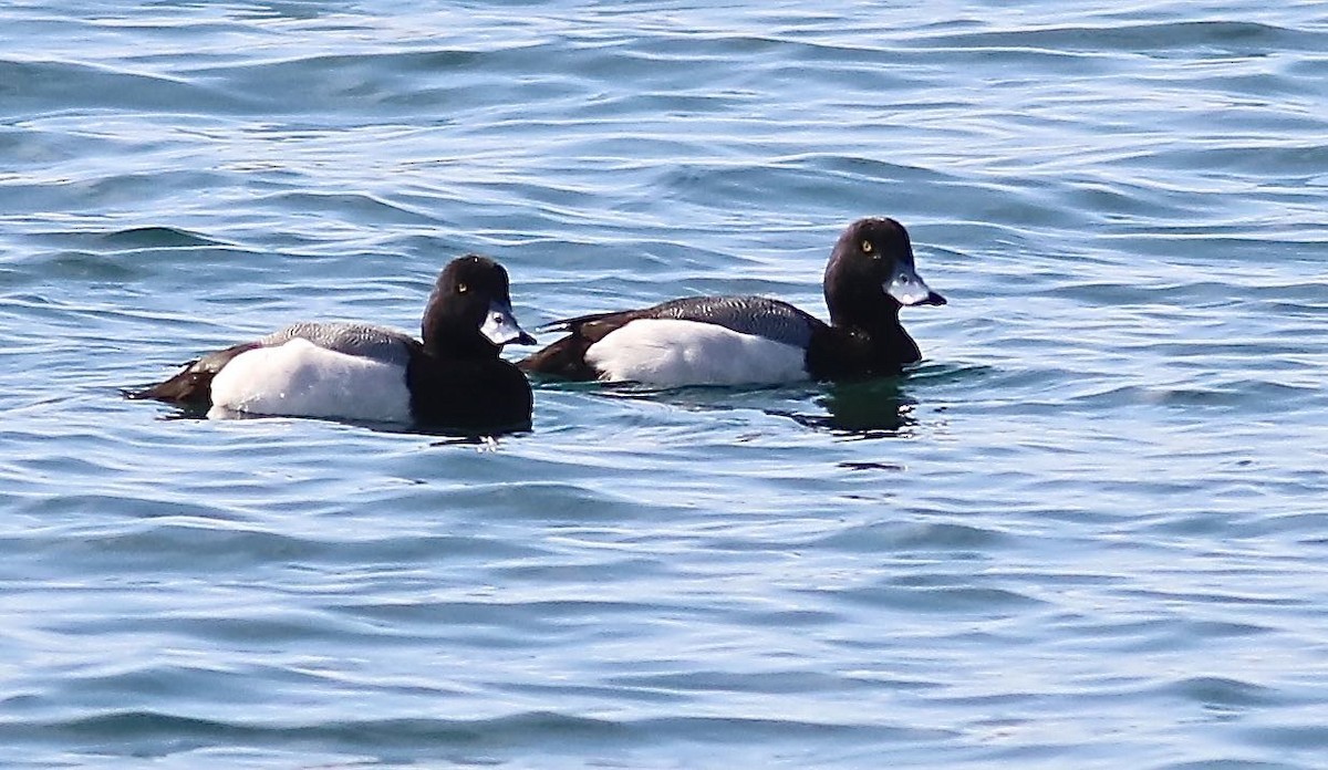 Greater Scaup - ML615562816