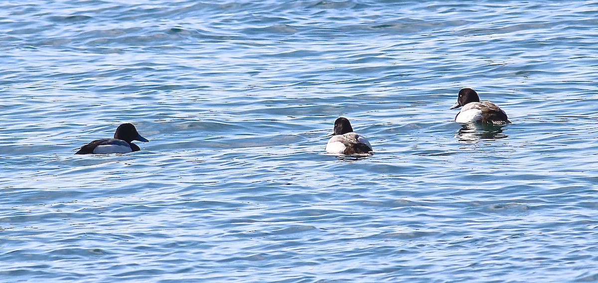 Greater Scaup - ML615562817
