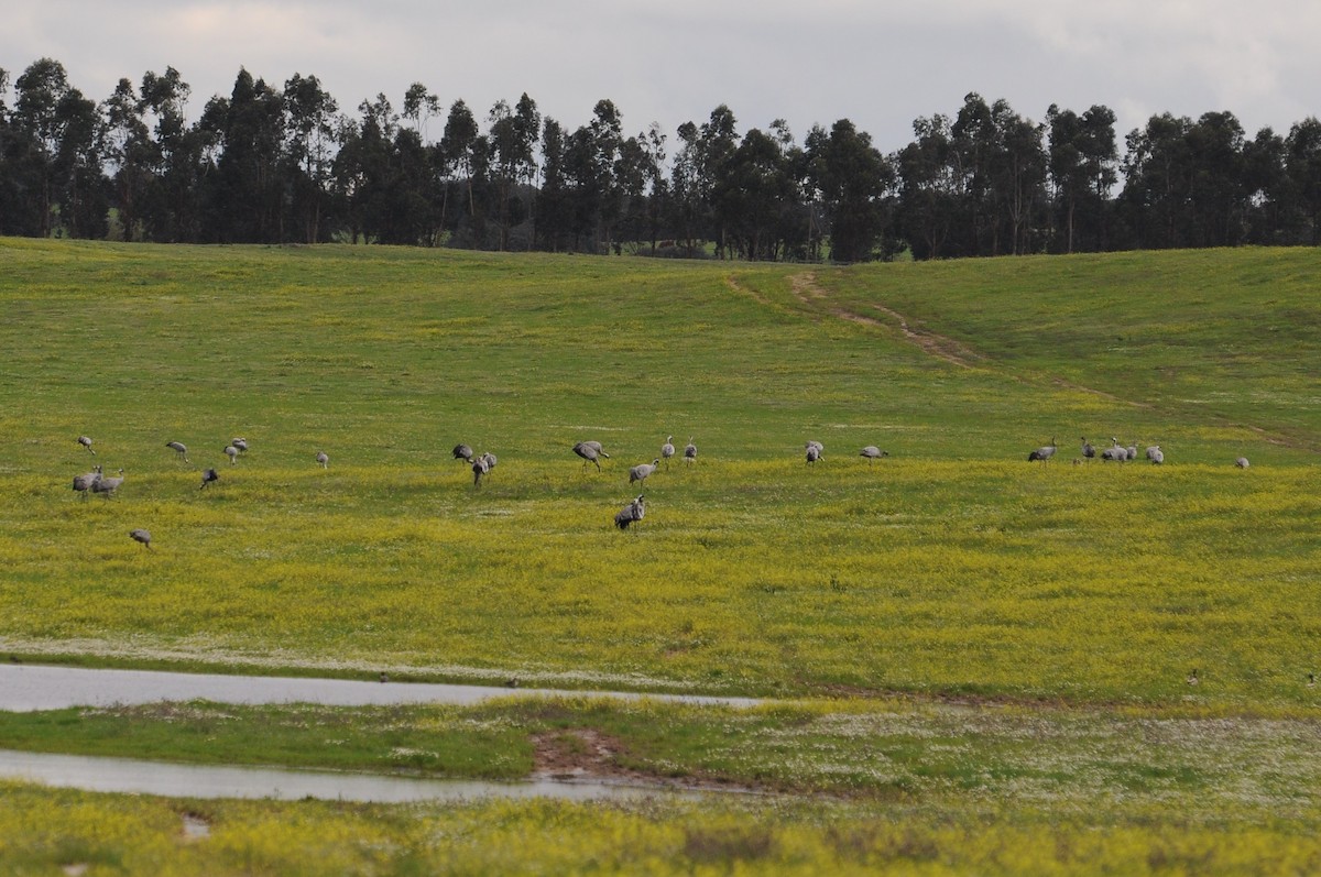 Common Crane - ML61556291