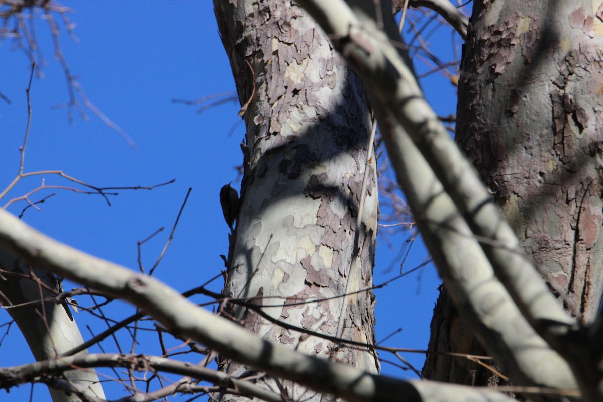 Brown Creeper - ML615562911