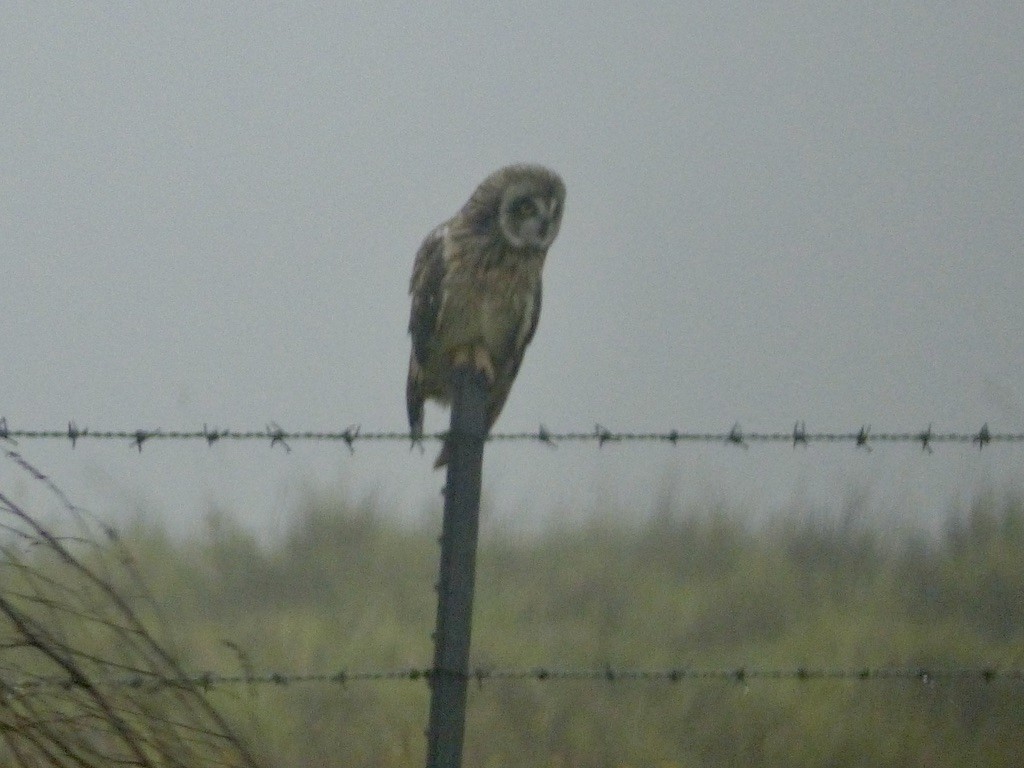 Short-eared Owl (Hawaiian) - ML615562960