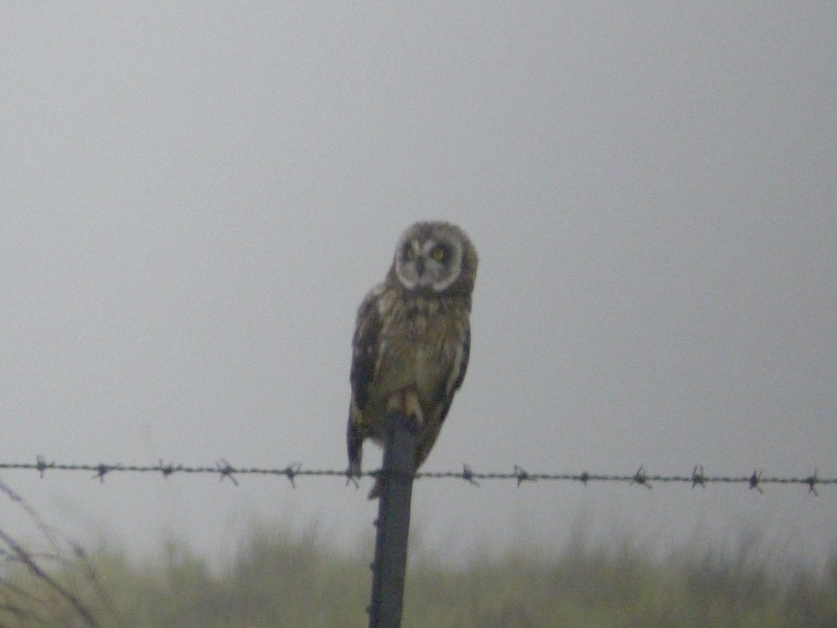 Short-eared Owl (Hawaiian) - ML615562961