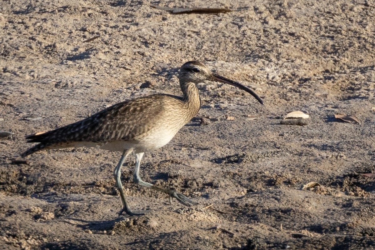 Whimbrel - ML615563003