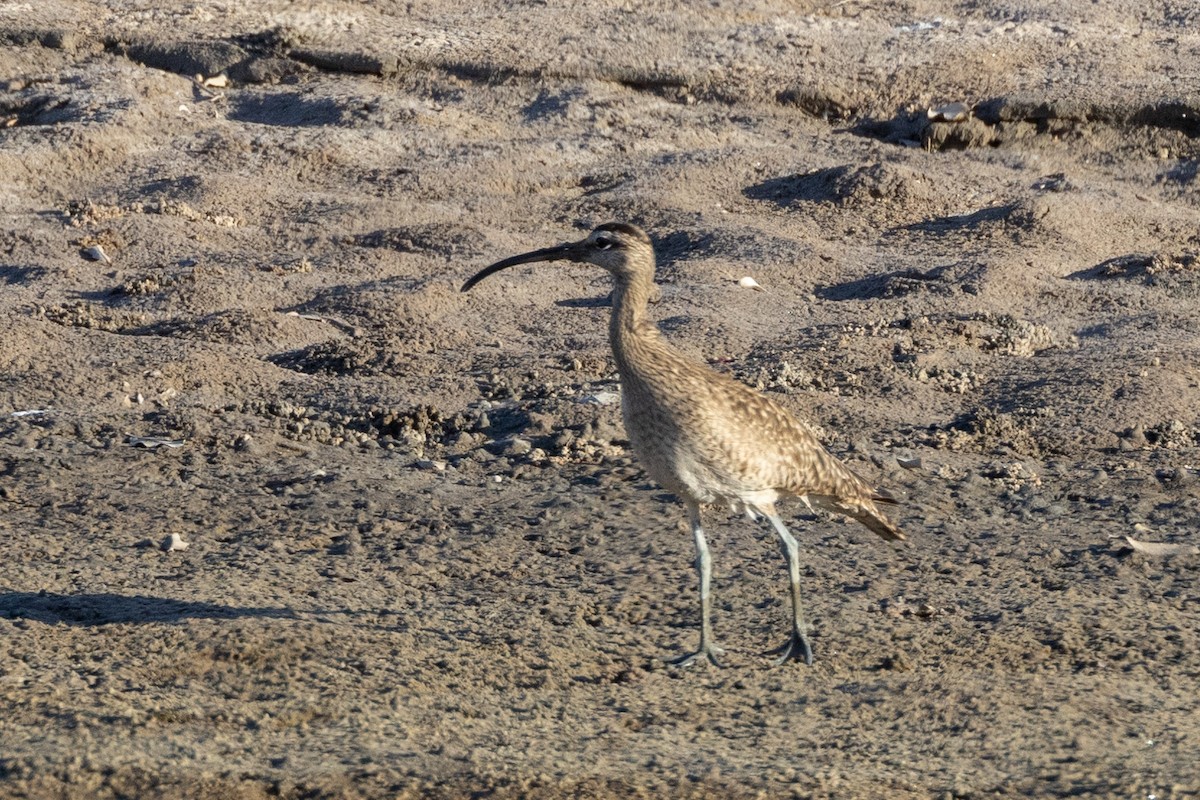 Whimbrel - Susan Brickner-Wren