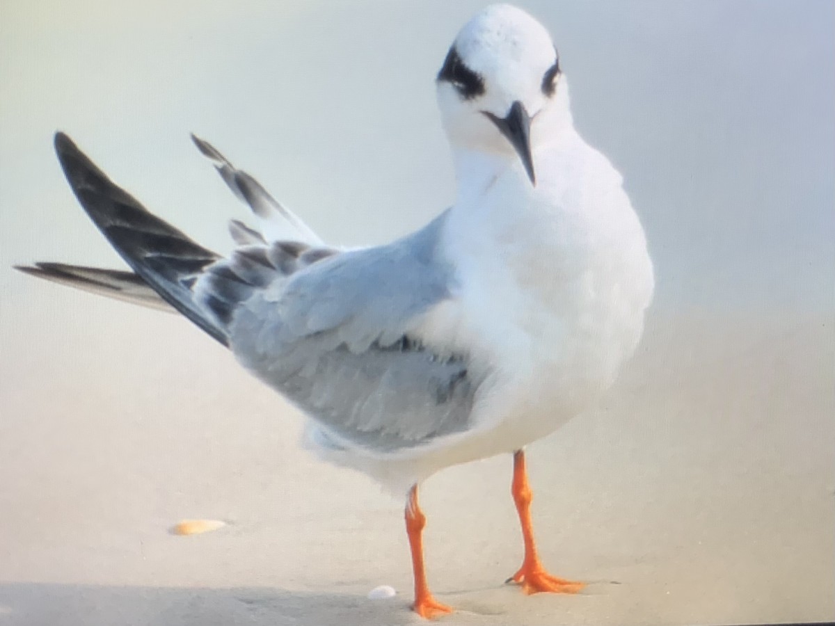 Forster's Tern - ML615563027