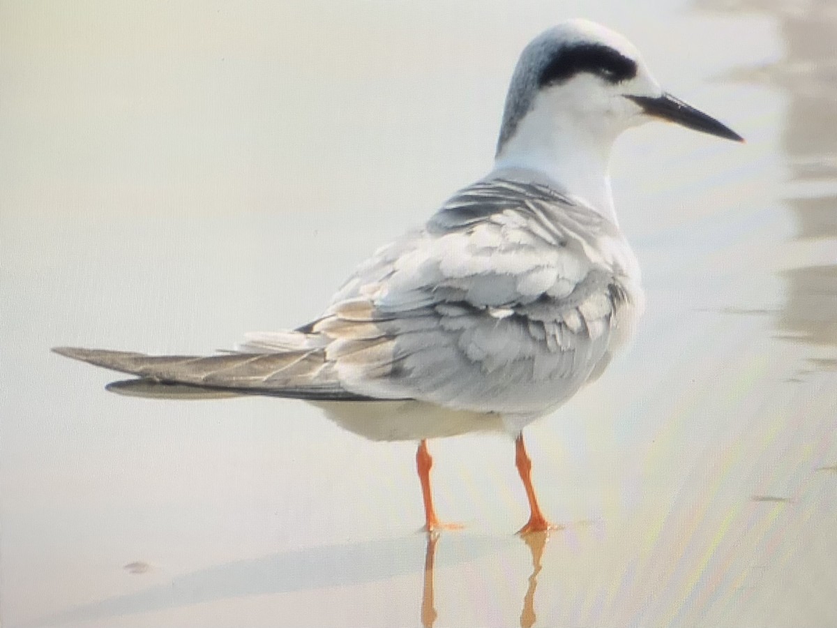 Forster's Tern - Chris Marshall