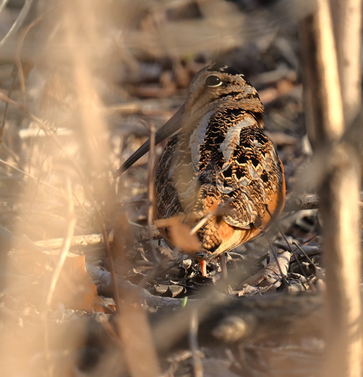 American Woodcock - ML615563054