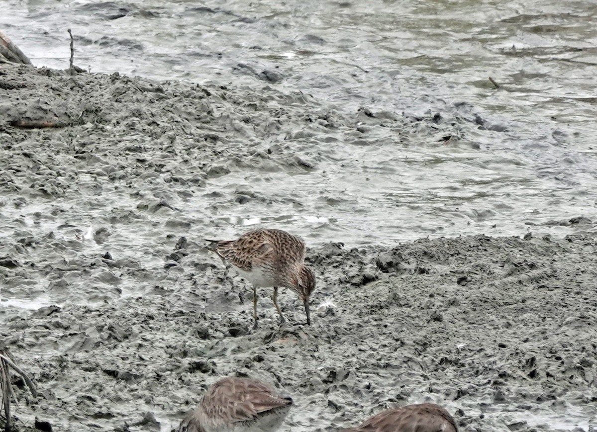 Pectoral Sandpiper - ML615563102