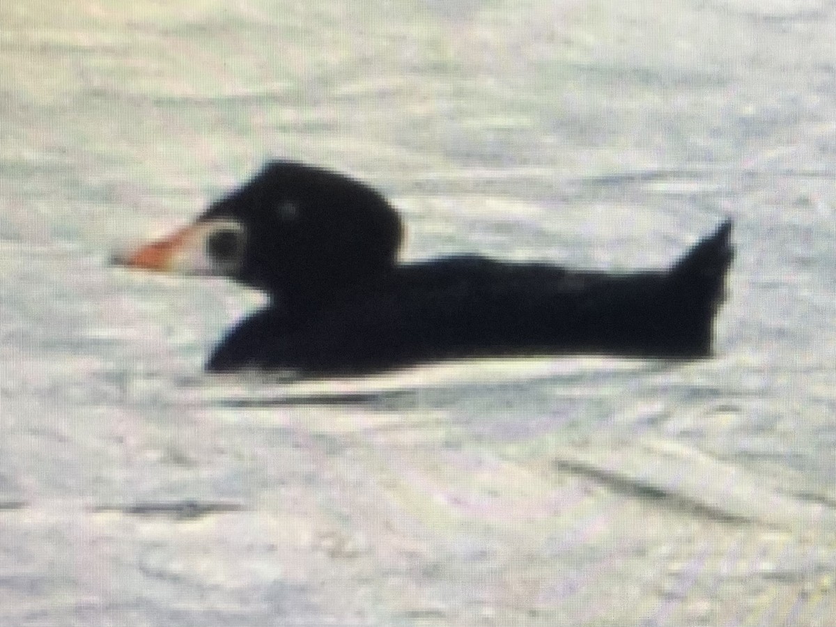 Surf Scoter - Chris Marshall