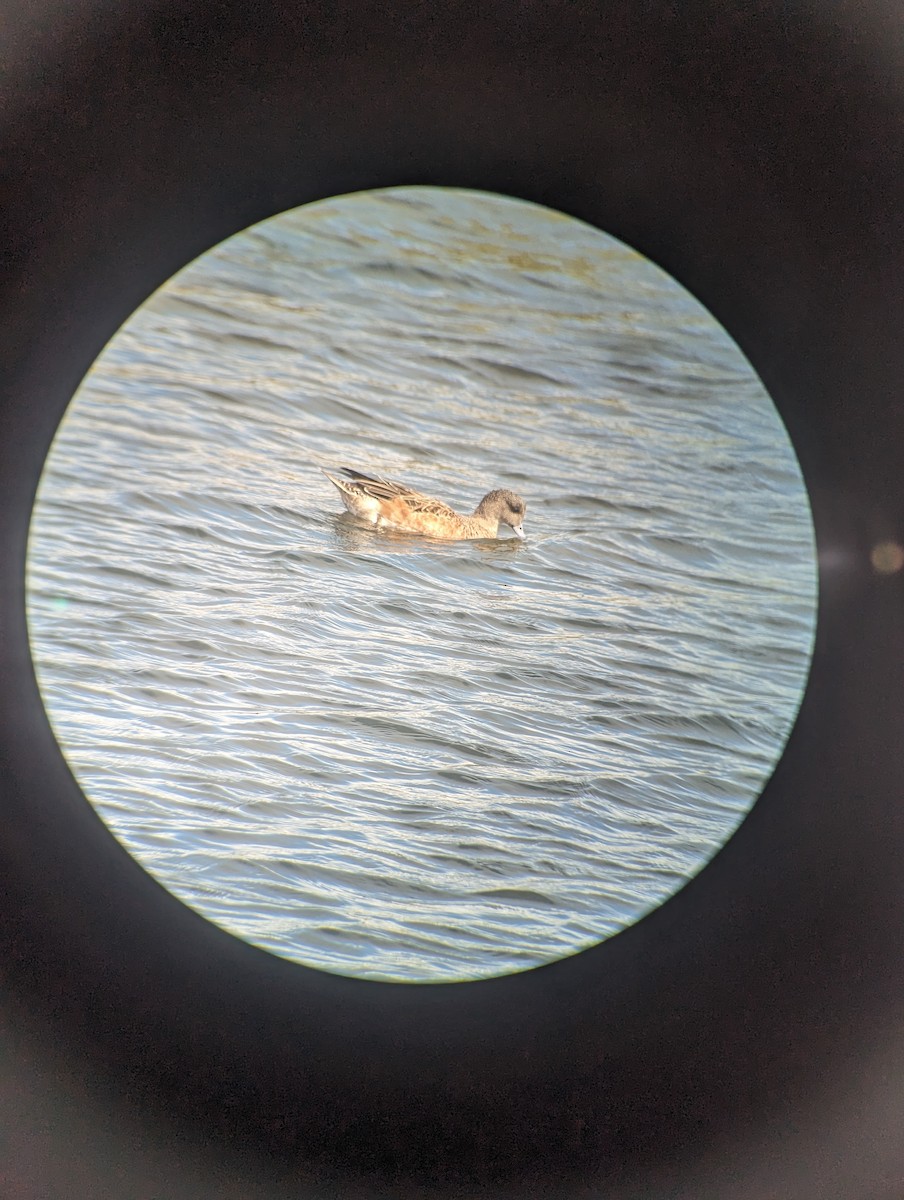 American Wigeon - ML615563181