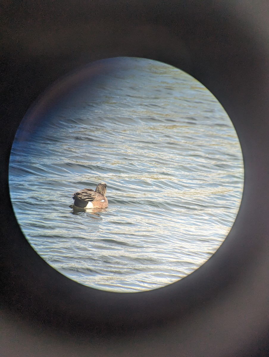 American Wigeon - ML615563183