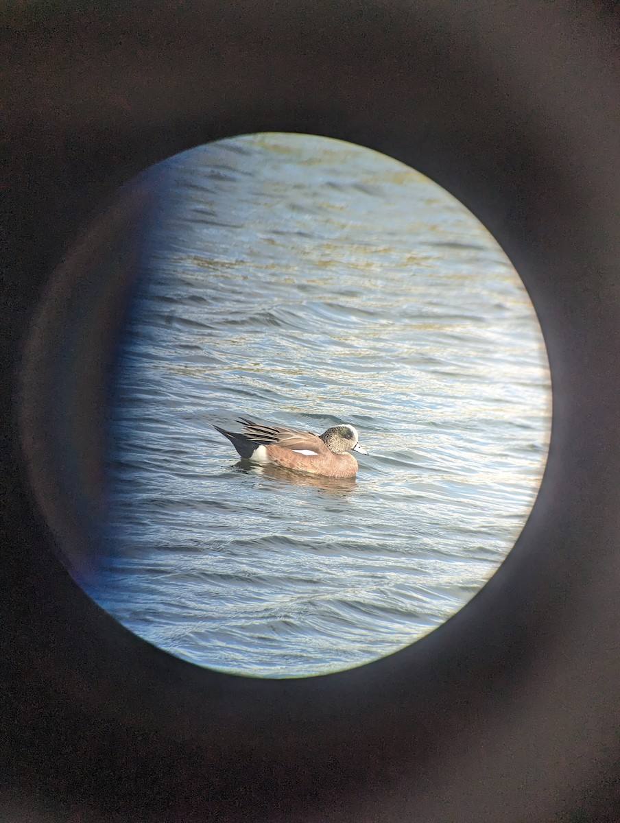American Wigeon - ML615563184