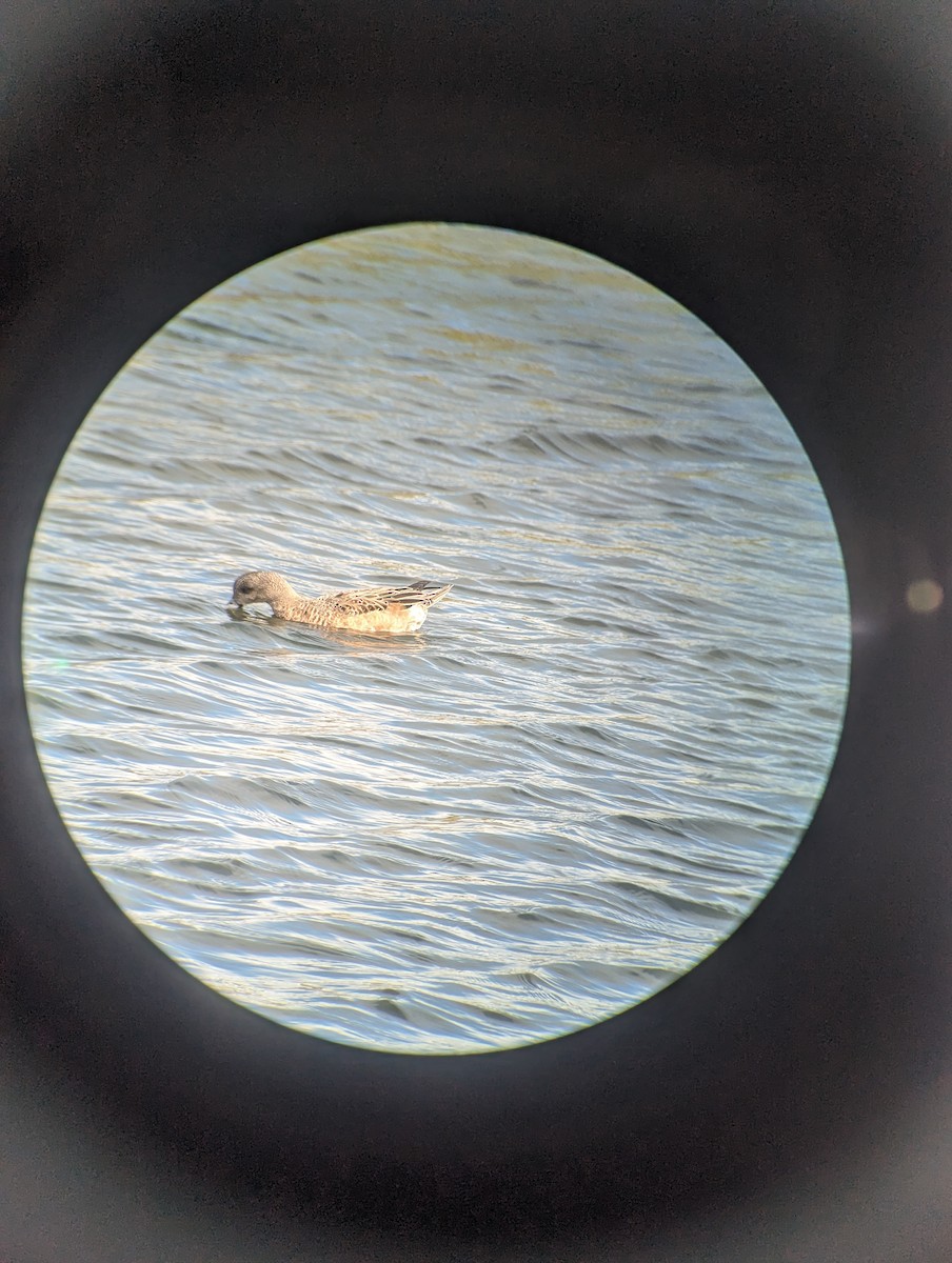 American Wigeon - ML615563185