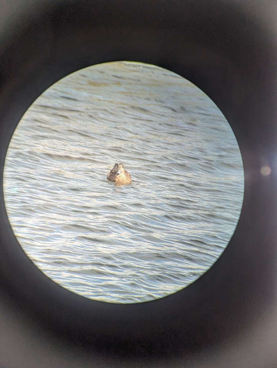 American Wigeon - ML615563186
