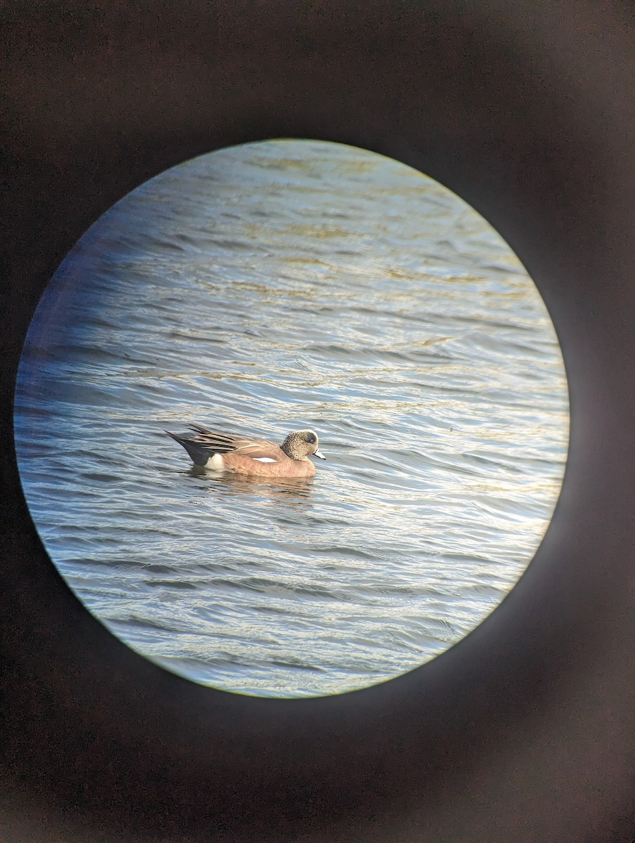 American Wigeon - ML615563187