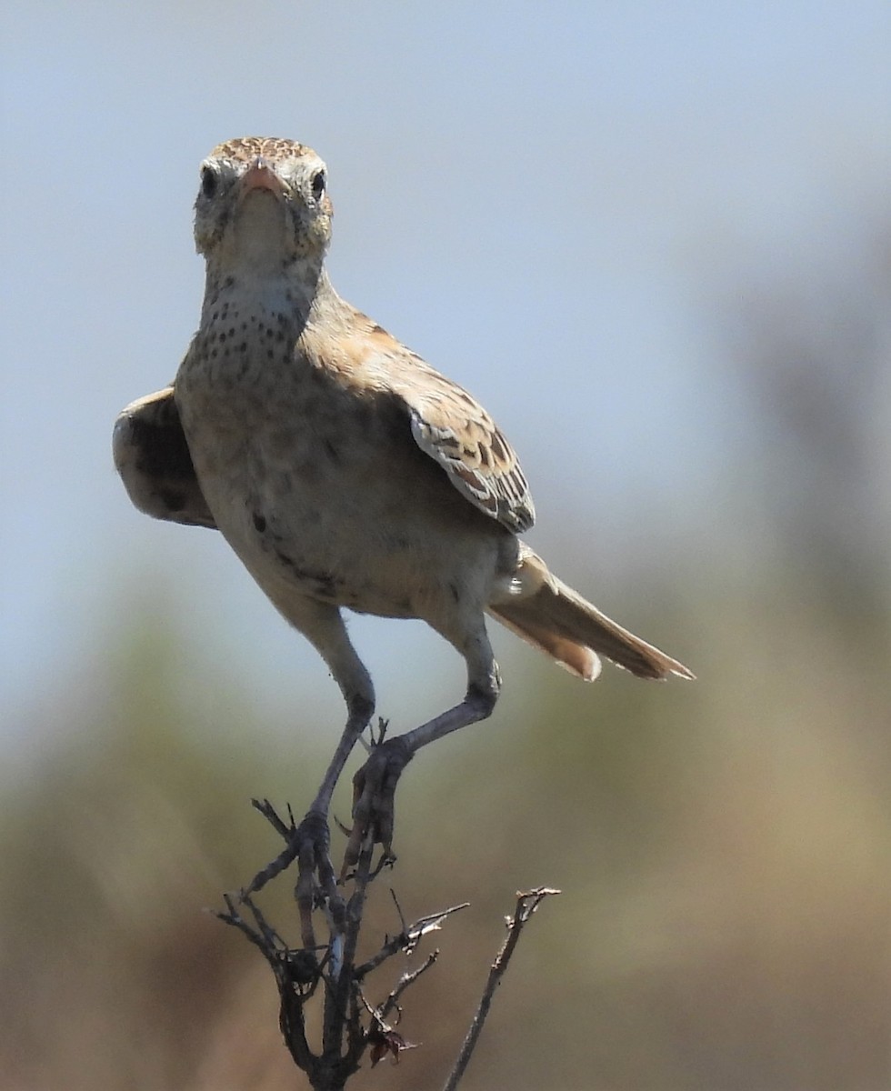 Brown Songlark - Kathy Wilk