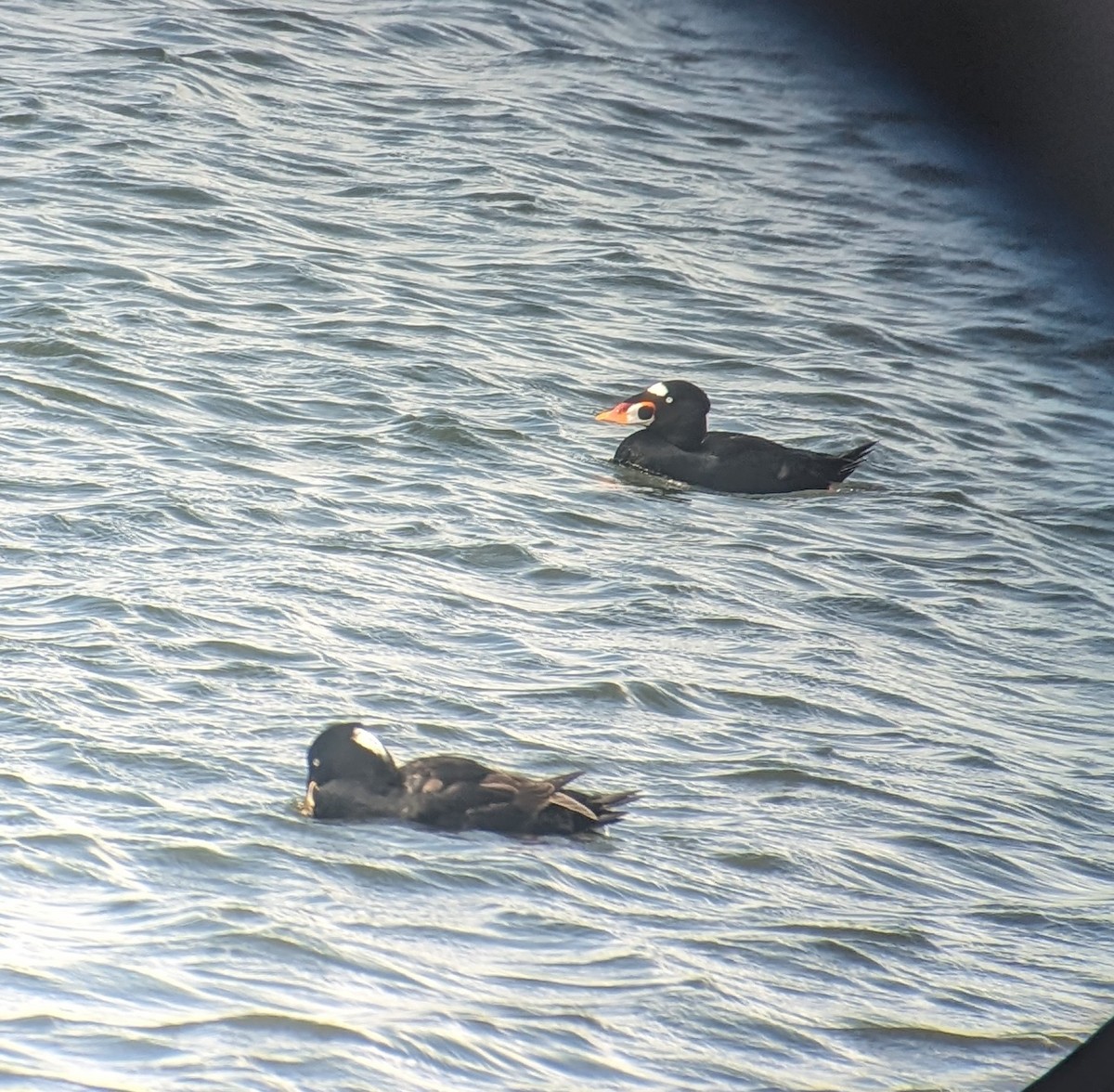 Surf Scoter - ML615563198