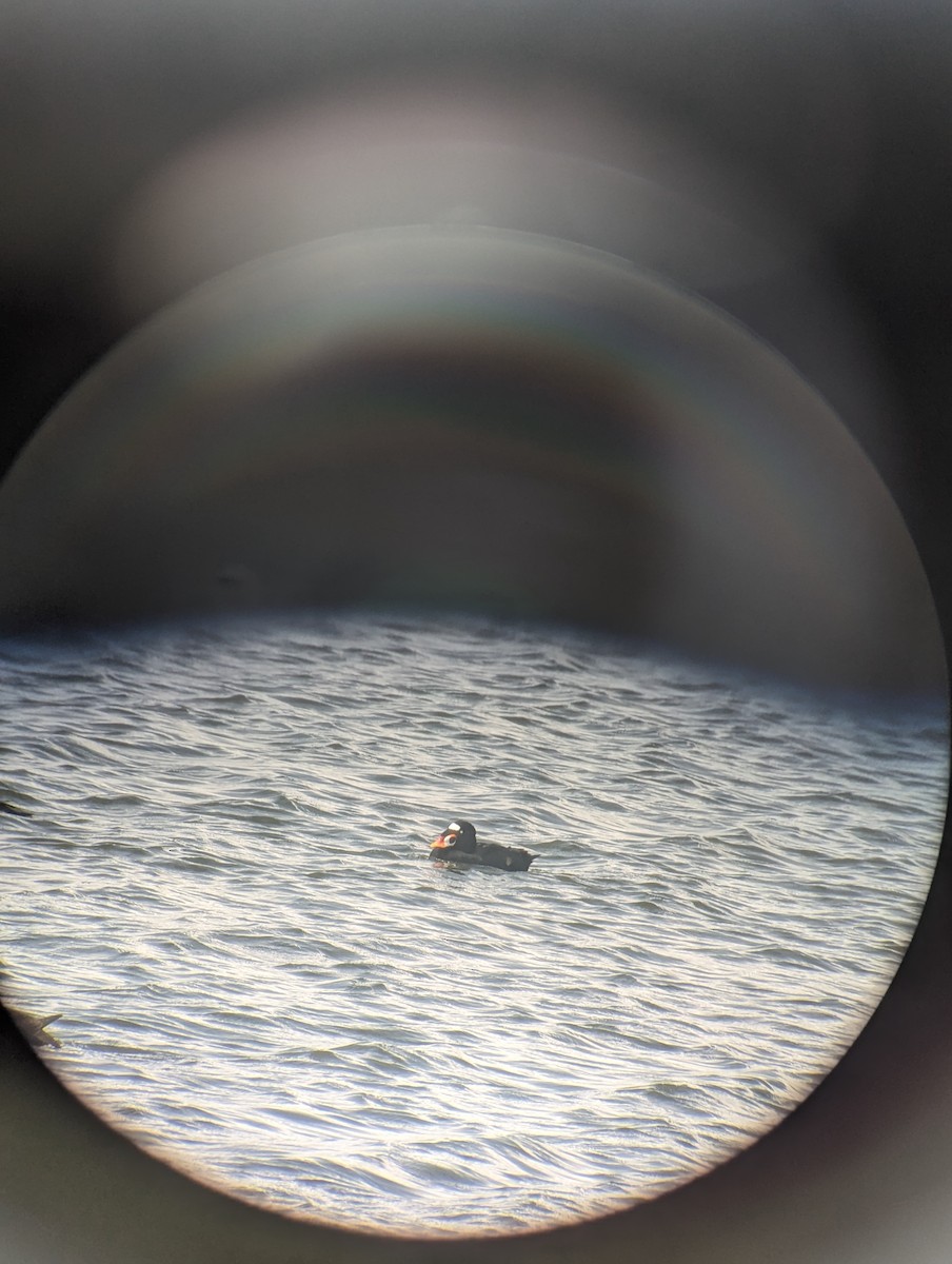 Surf Scoter - ML615563200