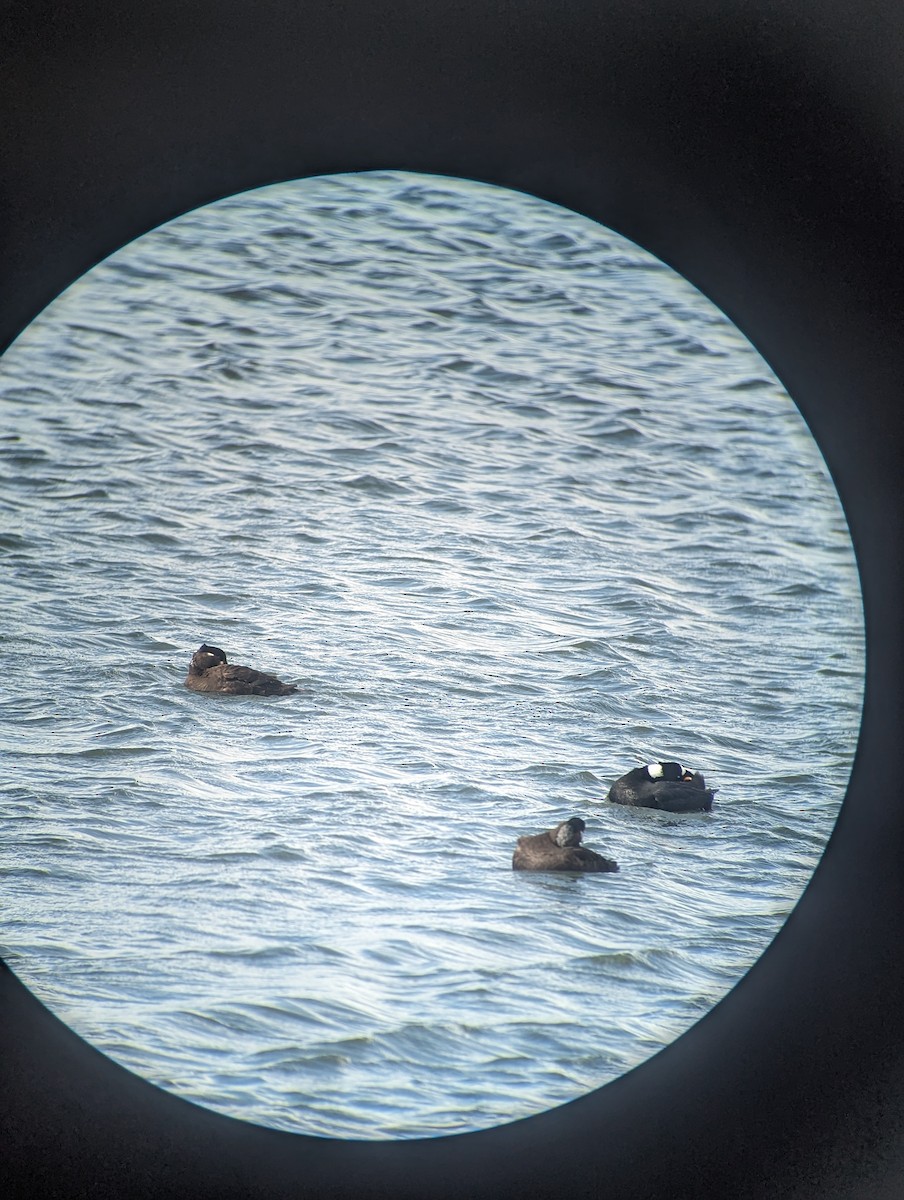 Surf Scoter - ML615563201