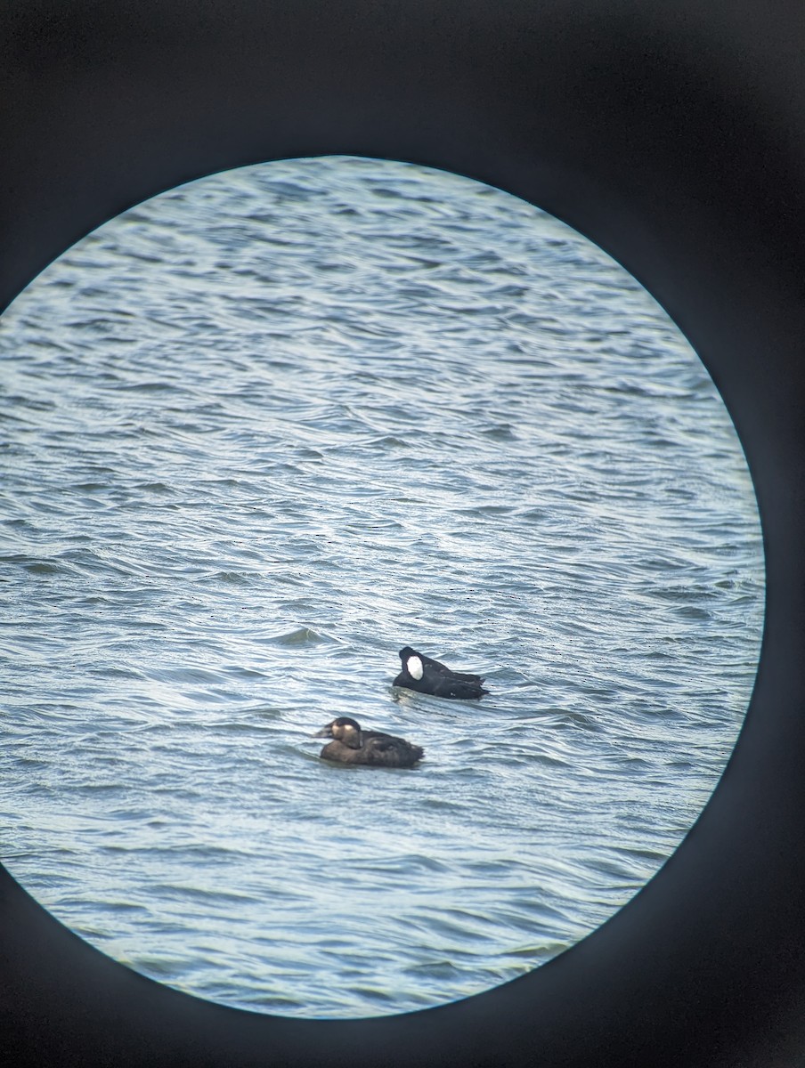 Surf Scoter - ML615563202