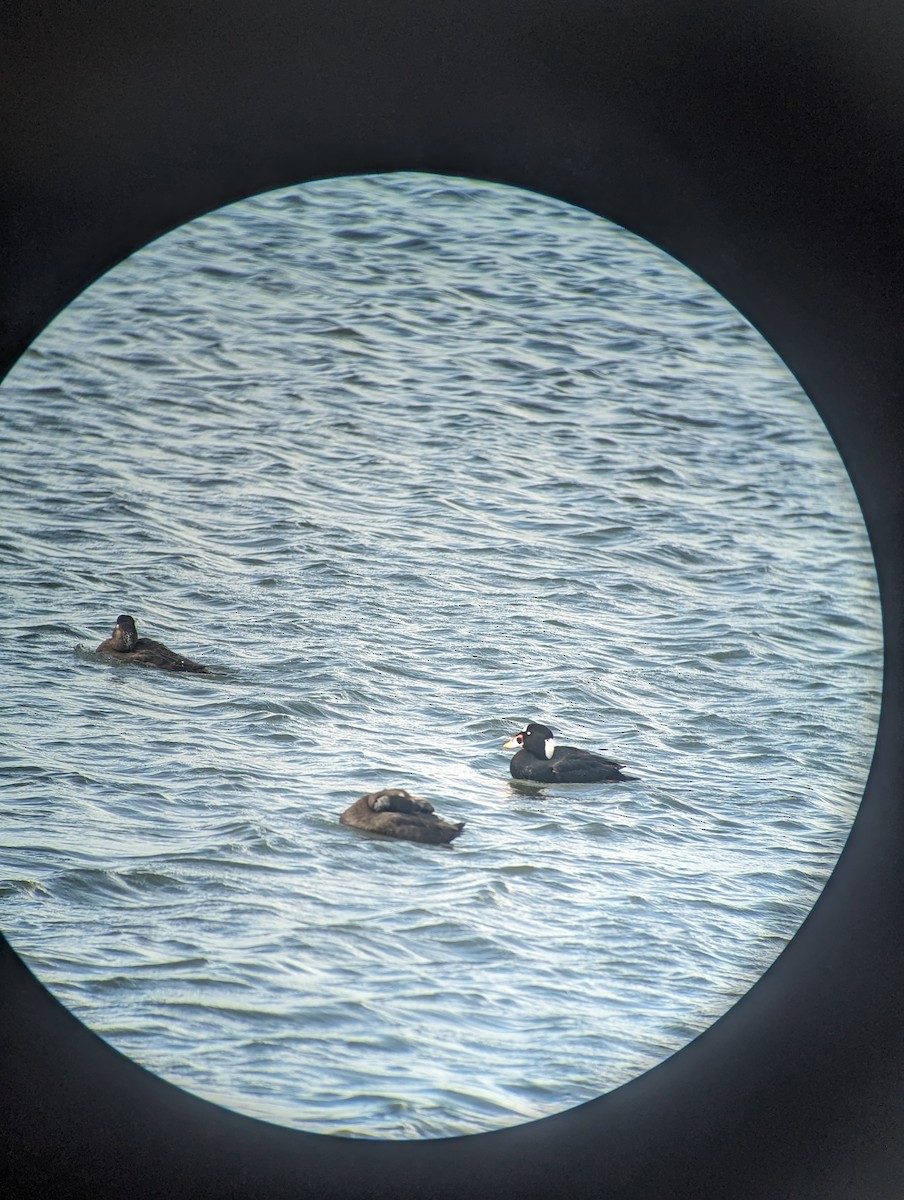 Surf Scoter - ML615563203